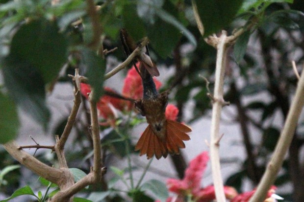 多摩動物公園のハチドリのつがい - Amazilia hummingbirds in Tama zoological park