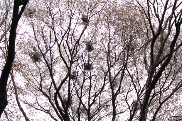 アオサギの巣 - Nests of Ardea cinerea
