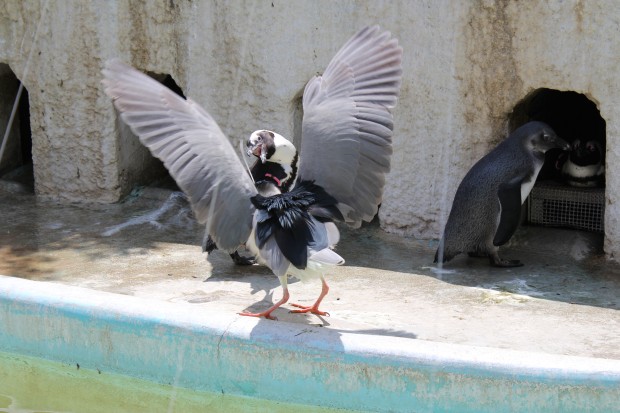 ゴイサギ対ペンギン - Black-crowned Night Heron vs Penguin