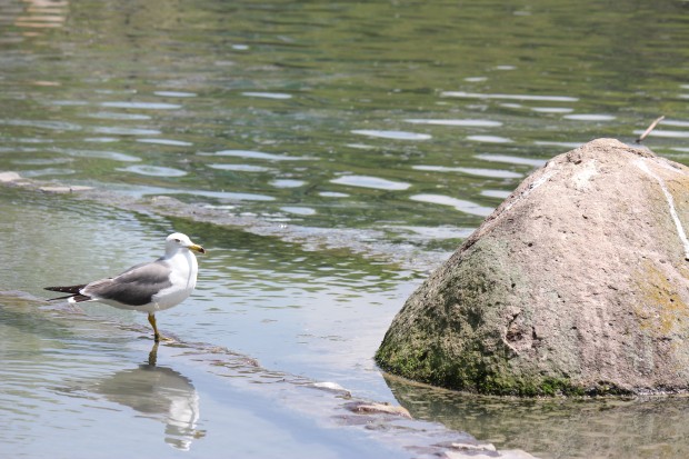 ウミネコ - Black-tailed Gull