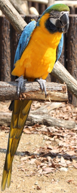 ルリコンゴウインコ - Blue and Yellow Macaw