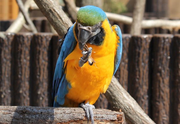 ルリコンゴウインコ - Blue and Yellow Macaw