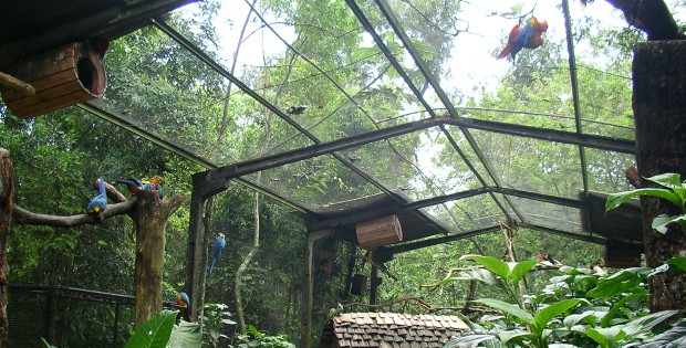 コンゴウインコ舎 - Macaws area