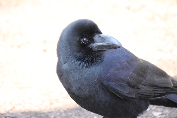 カラス - Japanese Crow