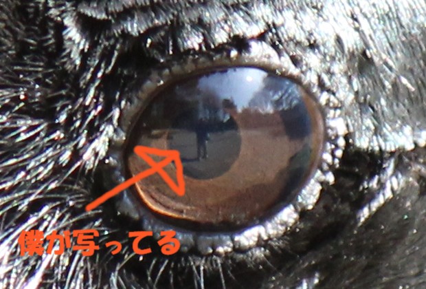 カラスの目の中のヤス - Yasu in the Japanese Crow’s eye