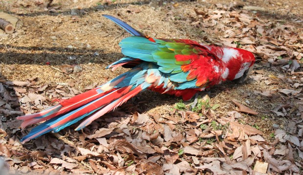 ベニコンゴウインコ - Green Winged Macaw