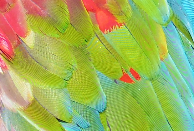 ベニコンゴウインコ、ペンタックスＱ＋01レンズ - Green Winged Macaw, PENTAX Q and 01 STANDARD PRIME