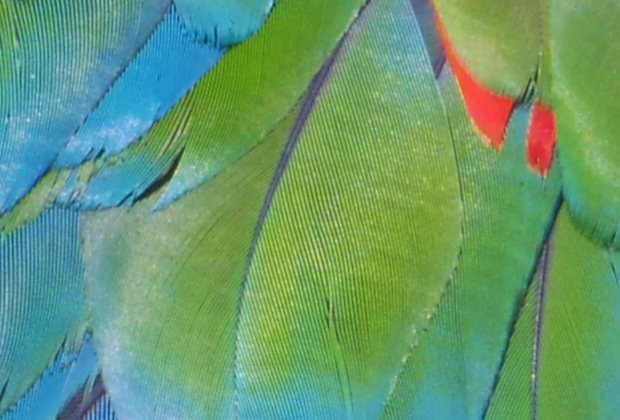 ベニコンゴウインコ、ペンタックスＱ＋02レンズ（望遠端） - Green Winged Macaw, PENTAX Q and 02 STANDARD ZOOM(tele)