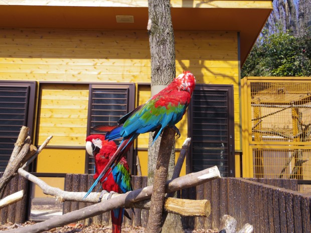 ベニコンゴウインコ、ペンタックスＱ＋02レンズ（広角端） - Green Winged Macaw, PENTAX Q and 02 STANDARD ZOOM(wide)