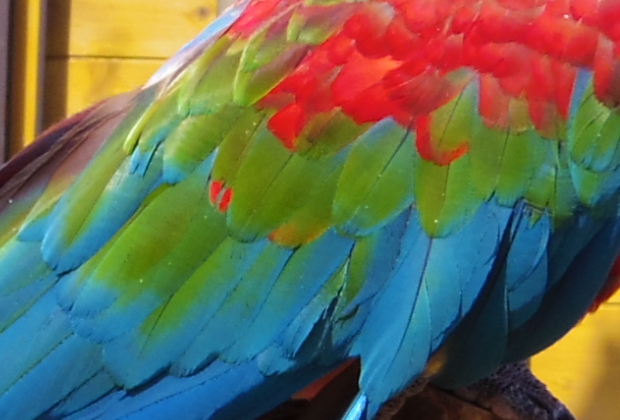 ベニコンゴウインコ、ペンタックスＱ＋02レンズ（広角端） - Green Winged Macaw, PENTAX Q and 02 STANDARD ZOOM(wide)