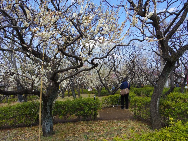 羽根木公園の梅園 - Japanese apricot trees at Hanegi Park in Tokyo