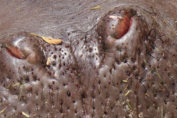カバ - Hippopotamus