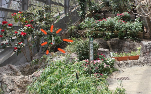 多摩動物公園のハチドリスポット - The hummingbird spots in Tama zoological park