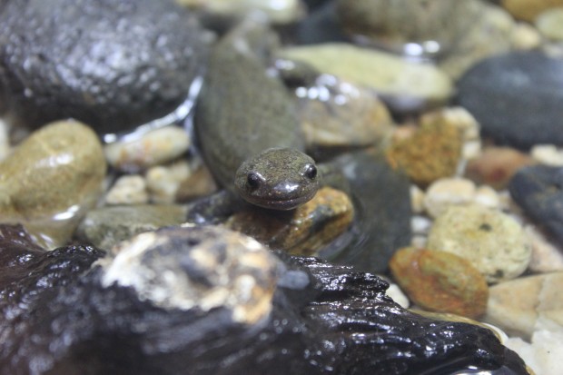 クロサンショウウオ - Japanese black salamander