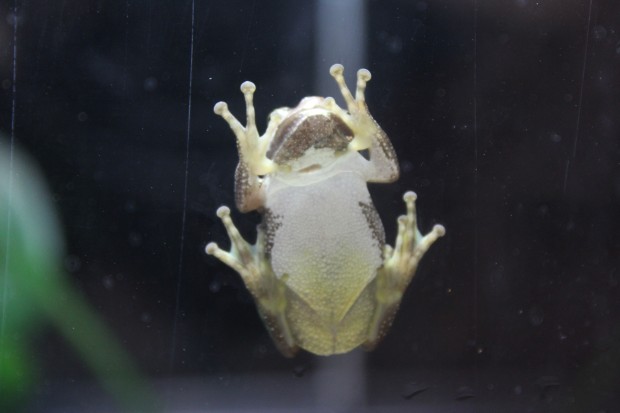 ニホンアマガエル - Japanese tree frog