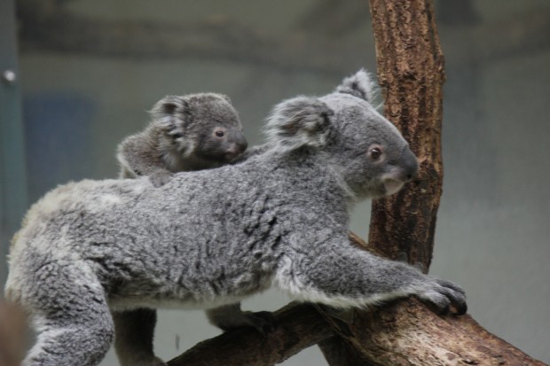 赤ちゃんコアラのパピー - Papie, Koala Baby