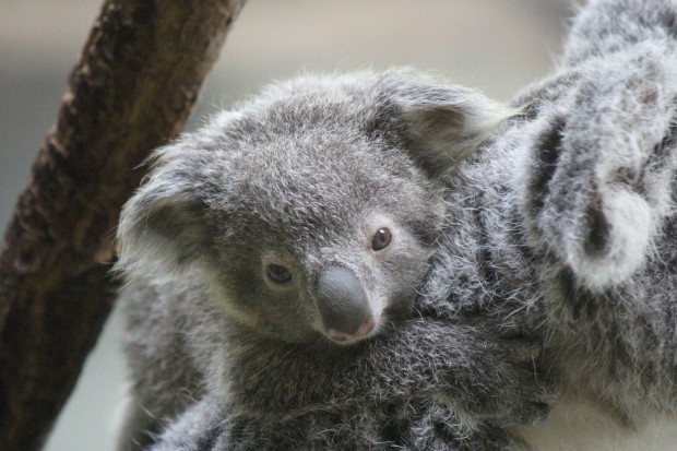 赤ちゃんコアラのパピー - Papie, Koala Baby