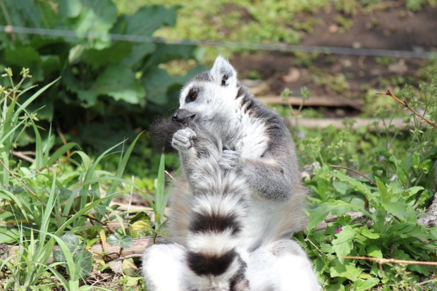 ワオキツネザル - Ring-tailed Lemur