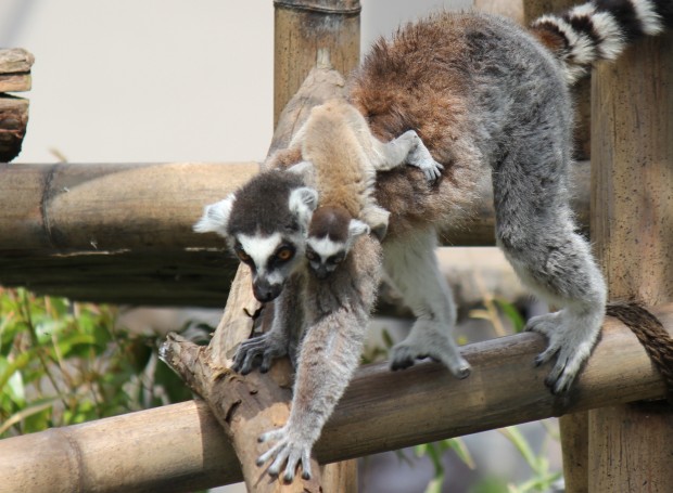 ワオキツネザルの赤ちゃん - Ring-tailed Lemur Baby