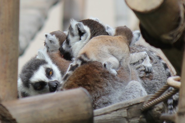 ワオキツネザルの赤ちゃん - Ring-tailed Lemur Baby