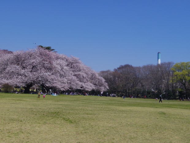 砧公園で桜の花見 - Ohanami at Kinuta Park in Tokyo