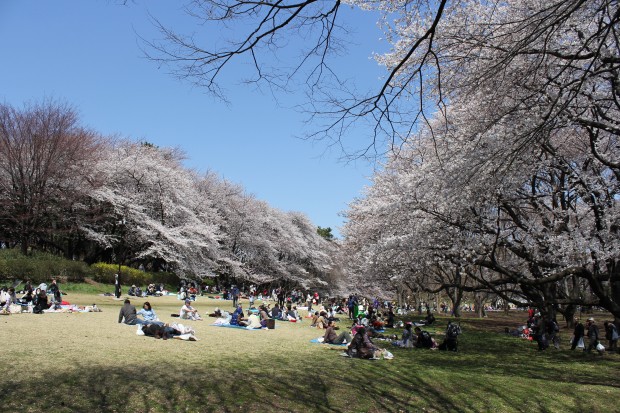 砧公園の桜 - Japanese cherry blossom at Kinuta Park in Tokyo