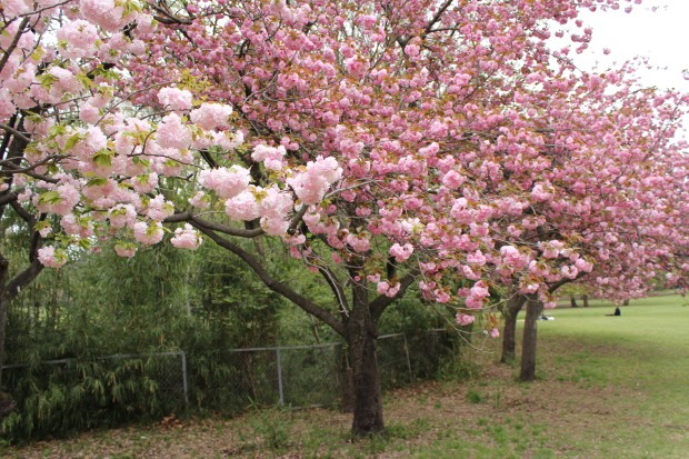 砧公園の桜 - Japanese cherry blossom at Kinuta Park in Tokyo