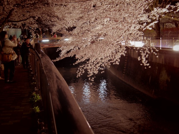 仙川沿いの夜桜のライトアップ - Light-up Japanese cherry blossom trees at Sen River in Tokyo, Japan