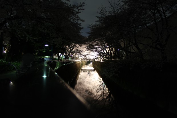 仙川沿いの夜桜のライトアップ - Light-up Japanese cherry blossom trees at Sen River in Tokyo, Japan