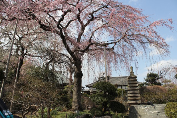 妙法寺の桜 - Japanese cherry blossom at Myouhouji in Tokyo