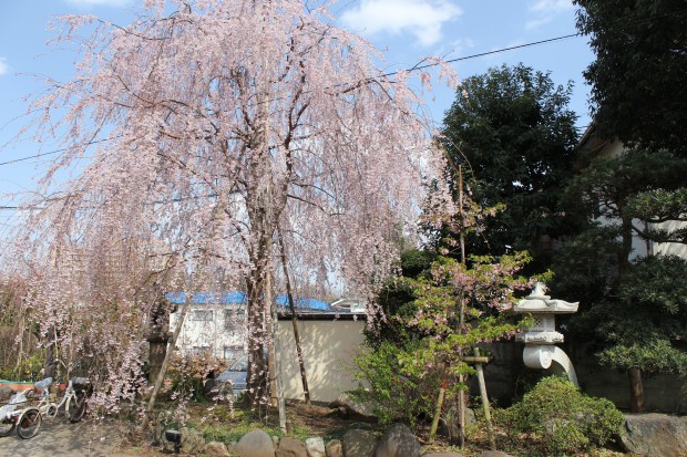 妙法寺の桜 - Japanese cherry blossom at Myouhouji in Tokyo