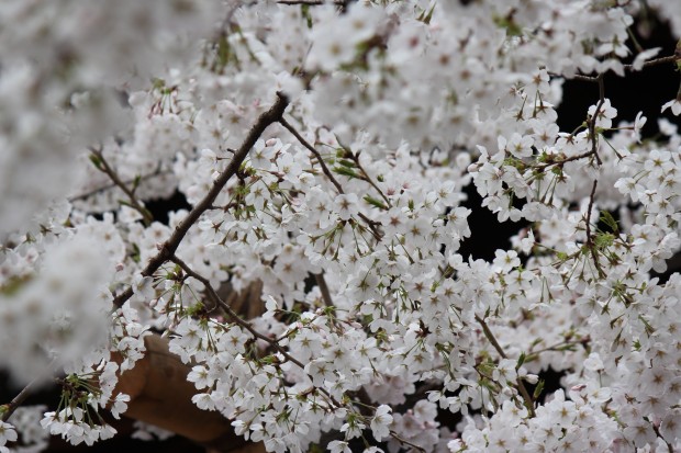 靖国神社の桜の標本木 - The sample tree of Japanese cherry blossom at Yasukuni-Jinja in Tokyo, Japan