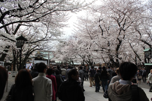 靖国神社の桜 - The Japanese cherry blossom trees at Yasukuni-Jinja in Tokyo, Japan