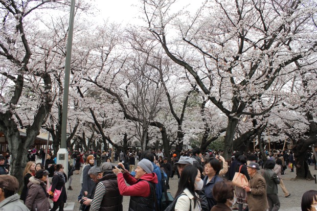 靖国神社の桜 - The Japanese cherry blossom trees at Yasukuni-Jinja in Tokyo, Japan