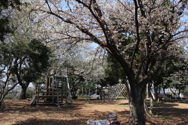 大蔵運動公園の桜 - Japanese cherry blossom at Ookura Undou Park in Tokyo