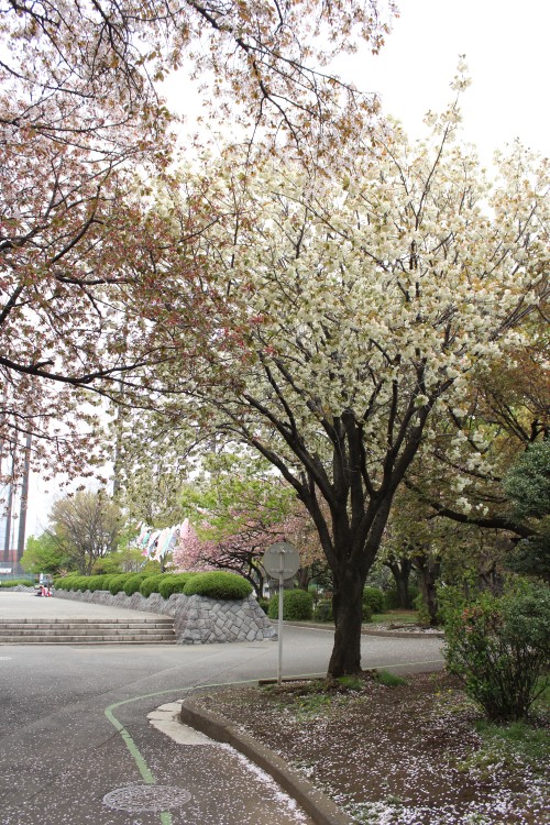 大蔵運動公園の御衣黄 - Gyoikou, Japanese cherry blossom at Ookura Undou Park in Tokyo