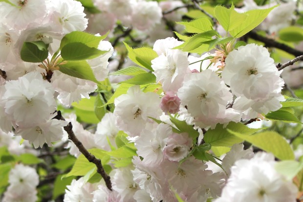 大蔵運動公園の八重桜 - Yaezakura, Japanese cherry blossom at Ookura Undou Park in Tokyo