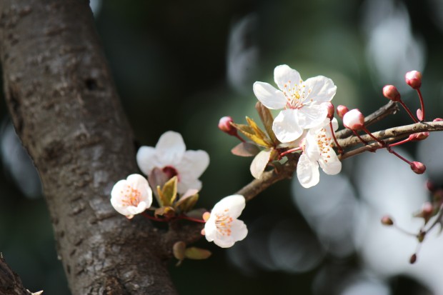 大蔵運動公園の桜 - Japanese cherry blossom at Ookura Undou Park in Tokyo