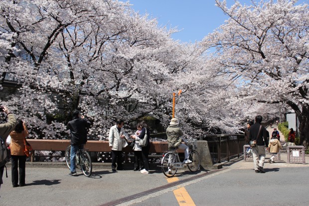 仙川沿いの桜 - Japanese cherry blossom at Sen River in Tokyo