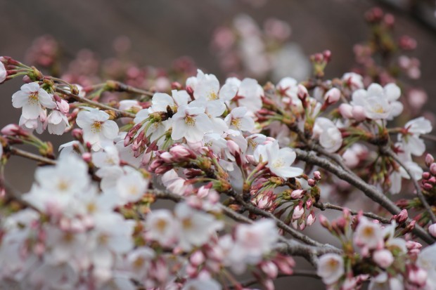仙川沿いの桜 - Japanese cherry blossom at Sen River in Tokyo