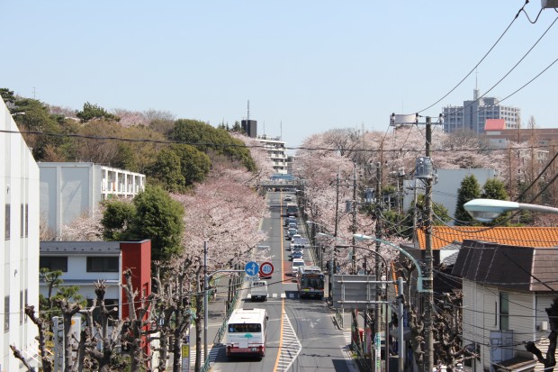 世田谷通りの桜 - Japanese cherry blossom at Setagaya Doori in Tokyo