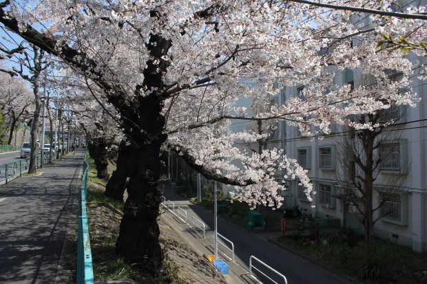 世田谷通りの桜 - Japanese cherry blossom at Setagaya Doori in Tokyo