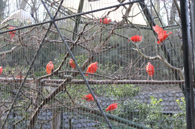 ショウジョウトキ - Scarlet ibis