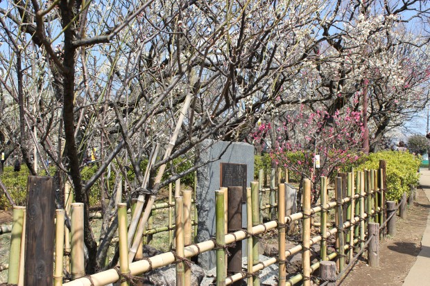 羽根木公園の飛梅 - Japanese apricot trees Tobiume at Hanegi Park in Tokyo