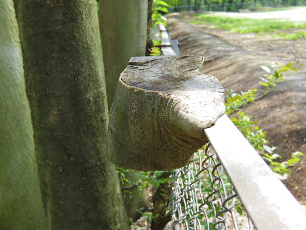 砧公園の切り株 - A tree stump at Kinuta park