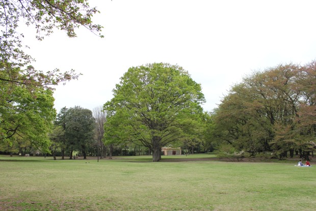 砧公園の大木 - Trees at Kinuta Park in Tokyo