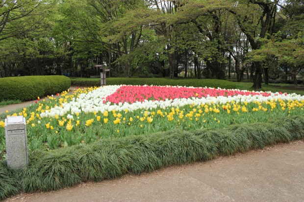 砧公園のチューリップ - Tulips at Kinuta Park in Tokyo