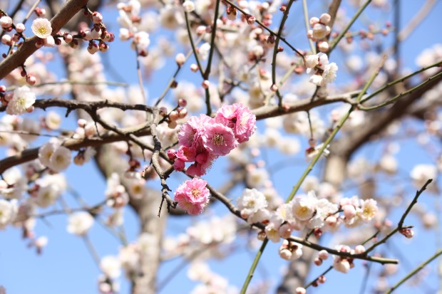 羽根木公園の梅園 - Japanese apricot trees at Hanegi Park in Tokyo