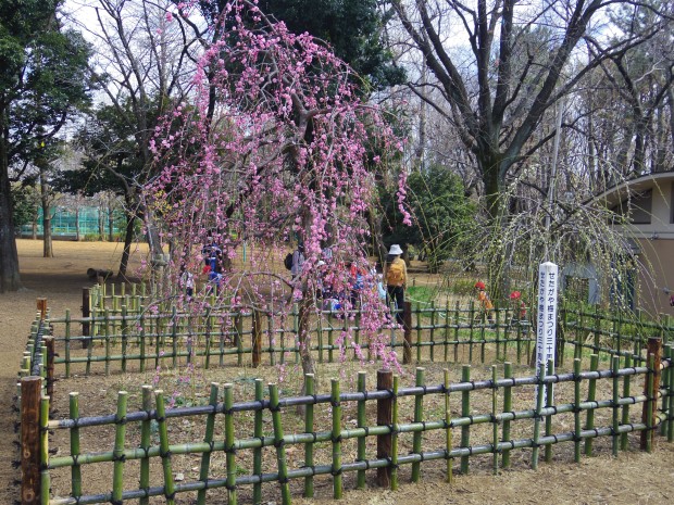 羽根木公園の梅 - Japanese apricot at Hanegi Park in Tokyo