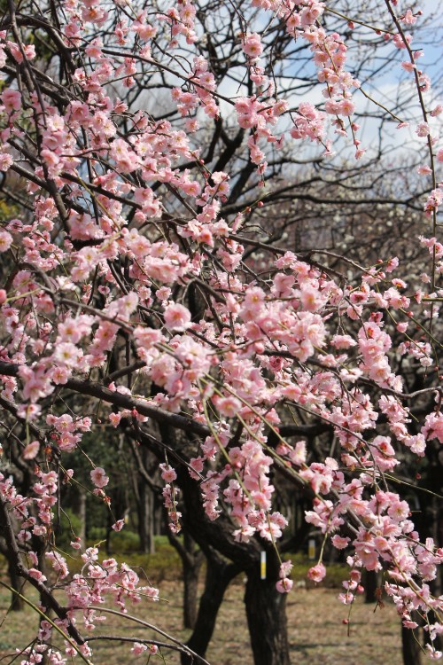 羽根木公園の梅 - Japanese apricot at Hanegi Park in Tokyo